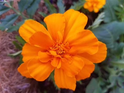 Again the french marigold is the best bet but the mexican marigold and be extremely helpful too. Marigolds - Sunnyvale-Garden