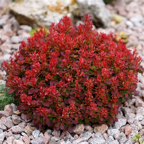Buy Barberry Berberis Thunbergii Lutin Rouge Pbr £1999 Delivery By