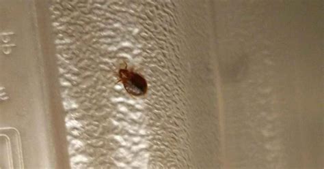 Do Bed Bugs Crawl On Walls During The Day Axe Pests