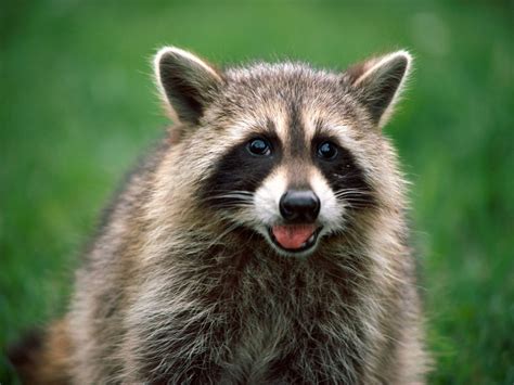 Raccoon The Life Of Animals