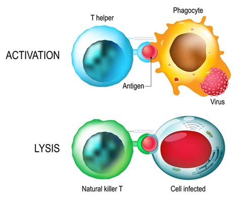 Killer T Cells