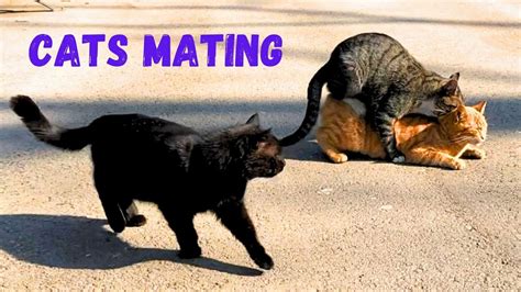 Cats Mating Group Cats Mating On The Street Successfully Mating Cats