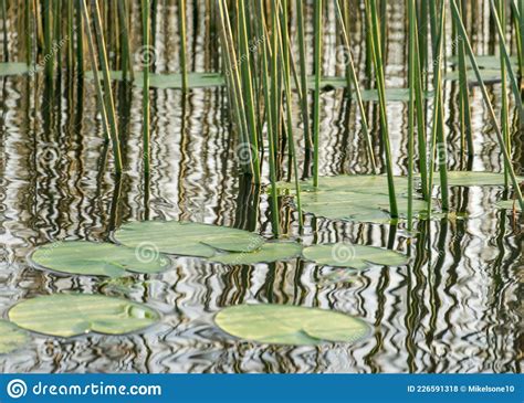 Landscape With A Calm Water Surface Water Lilies And Reeds