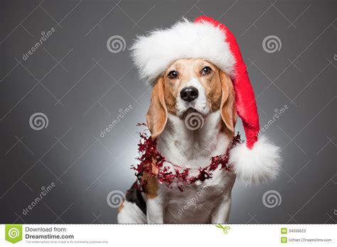 Funny Christmas Dogs 33 Background Wallpaper