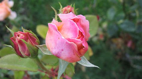 Rose Buds Flickr