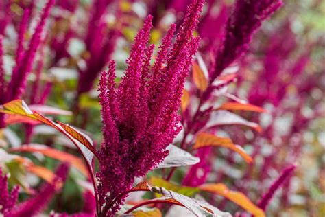 Amaranth Flower An In Depth Look At Their Meaning Symbolism And