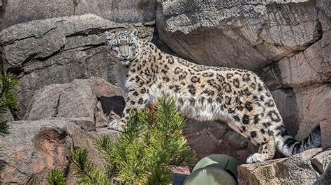 Snow Leopard Milwaukee County Zoo