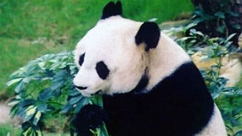 Oldest Living Panda In Captivity Turns 37 Sets Guinness World Records