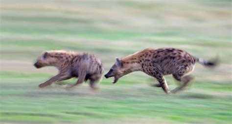 Two Hyenas Running In A Field Photograph By Panoramic Images Fine Art