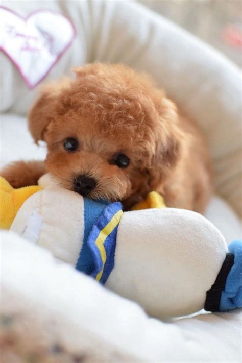 Pretty Little Dog Via Kaufmannspuppy Poodlepuppy Cute Baby Animals