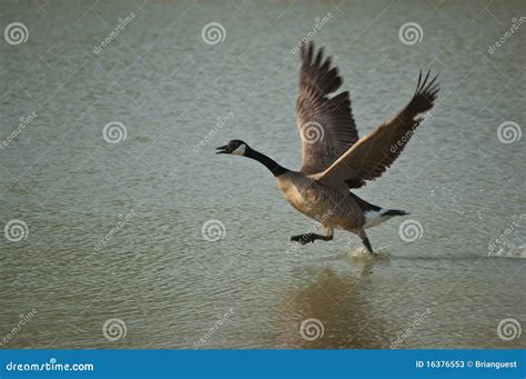 Canada Goose Running Across The Surface Of A Pond Stock Image Image