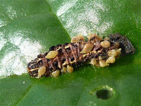 Parasitic Wasp Larvae On Caterpillar Project Noah