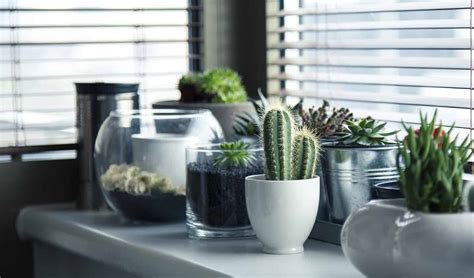 How To Ensure Your Plants Survive Shipping · The Inspiration Edit