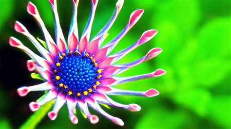 10 Flores Más Increíbles Extrañas Y Hermosas De La Naturaleza Youtube