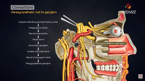 Pterygopalatine Ganglion Head And Neck Animated Gross Anatomy Youtube