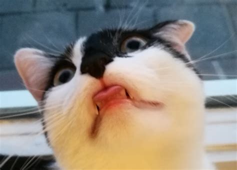 billy s derpy blep meow moe funny cat pictures kittens cutest cute cats