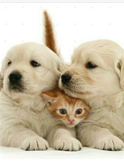 Pin By Pinner On Les Chiens Ne Font Pas Des Chats Cute Cats And Dogs