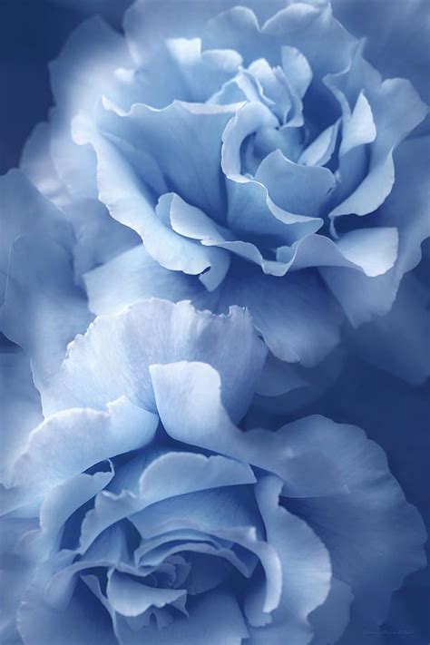 Rose Photograph Blue Blue Roses By Jennie Marie Schell In Blue