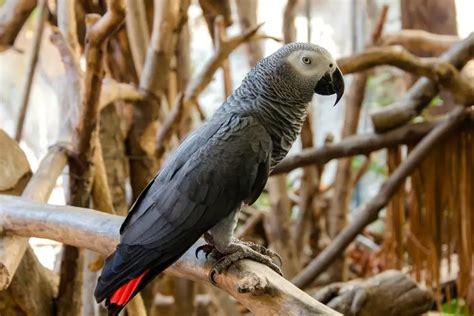 15 Aves Mascotas Fascinantes Que Pueden Hablar Increíble Nuevo