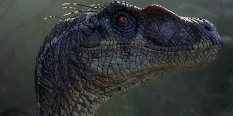 The Velociraptors In The Jurassic Park Movies Are Nothing Like Their