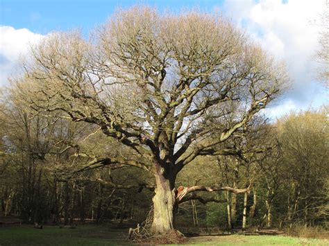 Grimstons Oak Epping Forest March 2014 © Roger Jones Cc By Sa20