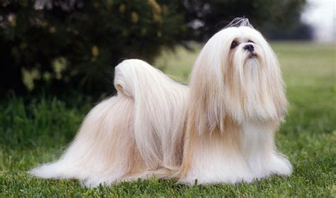 Dry food has a chance of your dog choking but can last longer but wet food if it sits to long if is meat there will be maggots other things wet will probably attract roaches or example: What Is The Best Dog Food for a Lhasa Apso? | Dog Food Guru