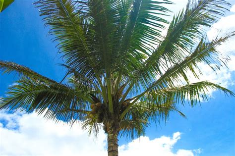 Summer Concept Palm Tree Branches On Blue Sky Background Stock Photo