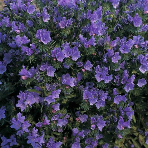Discount99.us has been visited by 1m+ users in the past month The Five Plants Bees Love Best | Plants, Plants to attract ...
