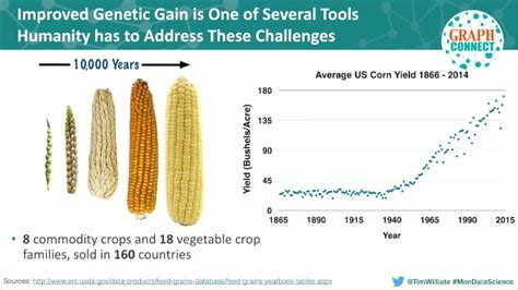 Selective Breeding Corn