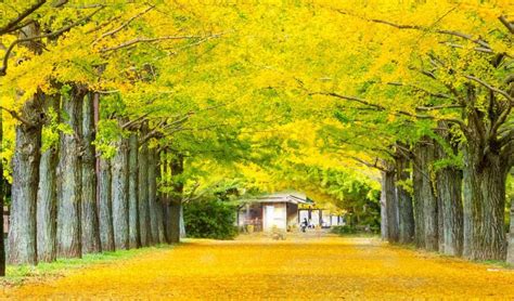 Meiji Jingu Shrine And Park Tokyo Travel Guide
