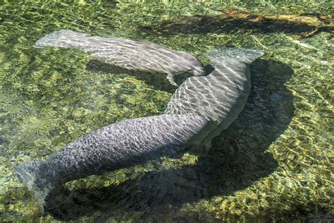 Manatees At Blue Spring State Park Florida Traveling Huntleys