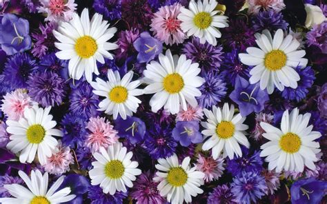 Daisy Flower Wallpapers Top Free Daisy Flower Backgrounds