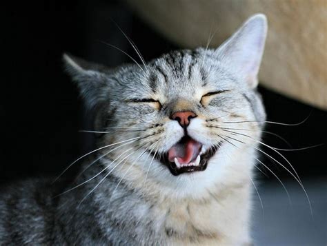 Laughing Kitty Cats Smiling Animals Laughing Cat