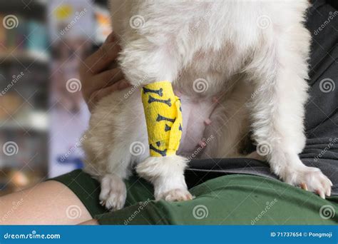 Checking Dog Leg Sore Stock Photo Image Of Health Care 71737654