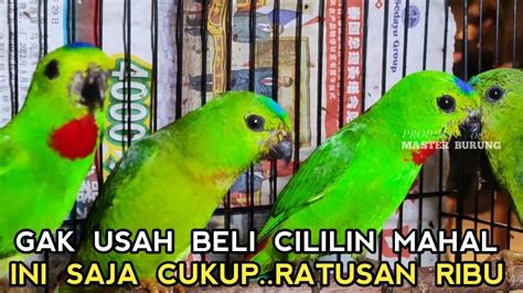 TAU GINI BELI DARI DULU BURUNG MASTERAN HARGA RATUSAN SERASA