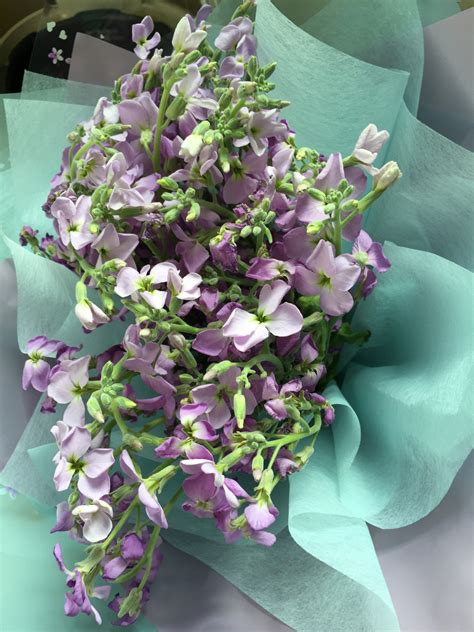 Free Images Petal Flora Hydrangea Purple Flowers Lilac Floristry