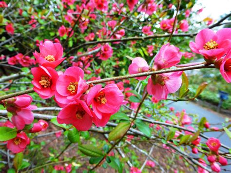 Shoreline Area News In The Garden Now Flowering Quince