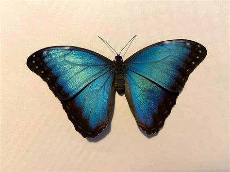 Morpho Peleides Male Time To Breed