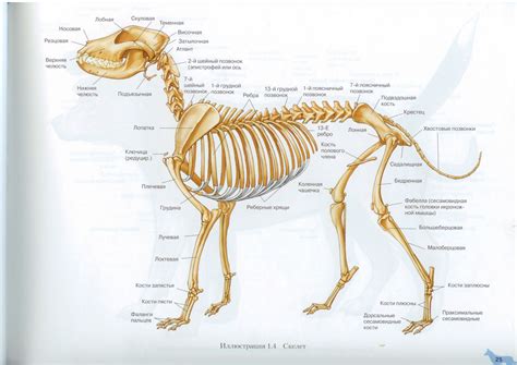 Скелет собаки Dog Skeletal Anatomy Собаки Анатомия животных Животные