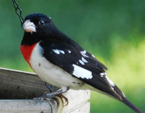 Rose Breasted Grosbeak Facts Pictures And Migration Owlcation