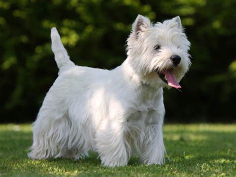 Westie West Highland White Terrier Caractère Prix Alimentation