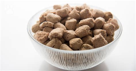 Freeze dried raw high protein freeze dried dog food, made easy to serve. The Pros and Cons of Freeze-Dried Dog Food | TruDog®