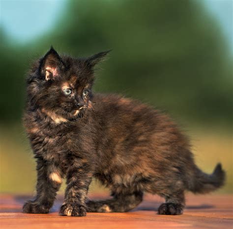 Tortoiseshell Cat Over 30 Fascinating Facts About Tortie Cats Pretty