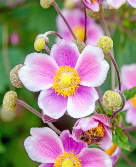Anemone (/ ə ˈ n ɛ m ə n iː /) is a genus of flowering plants in the buttercup family ranunculaceae.plants of the genus are commonly called windflowers.they are native to the temperate and subtropical regions of all continents except australia and antarctica. Japanese anemone - care and maintenance for this wonderful ...