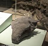 Best Dinosaur Fossil Pictures