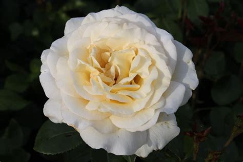 Edelrose „anastasia“ Rosen Blumen Risse
