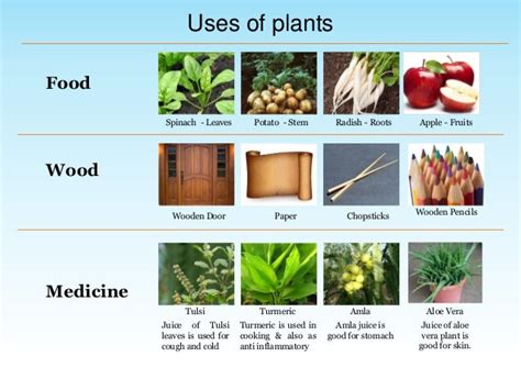 Environmental Science Evs Plants Around Us Class Iii