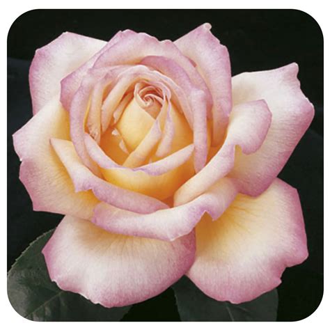 Peace Rose By Weeks Roses Hybrid Tea Rose Davenport Garden Centre