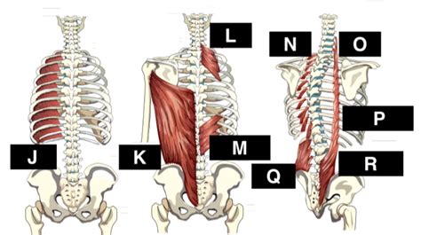 Muscles that move the rib cage attach to the rib cage. Rib Cage Muscles : File External Intercostal Muscles Animation Gif Wikimedia Commons / 3d ...