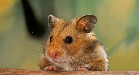 Syrian Hamsters Starring Role In Covid 19 Research Charles River